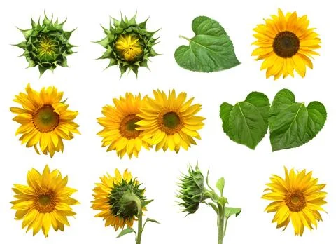 Collection sunflower flower evolution stages isolated on white background. .. 스톡 사진