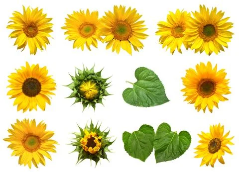 Collection sunflower flower evolution stages isolated on white background. .. 스톡 사진
