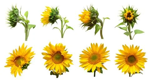 Collection sunflower flower evolution stages isolated on white background. .. 스톡 사진