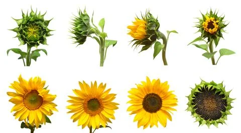 Collection sunflower flower evolution stages isolated on white background. .. 스톡 사진