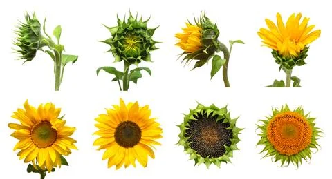 Collection sunflower flower evolution stages isolated on white background. .. 스톡 사진