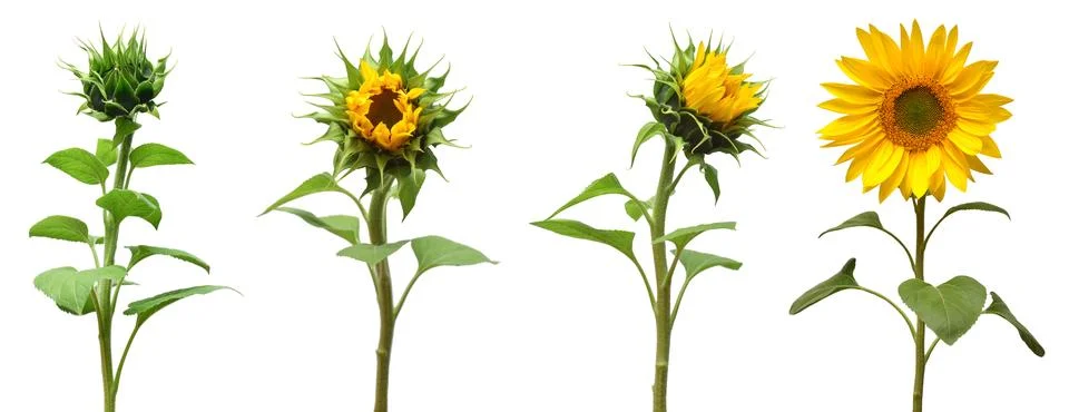 Collection sunflower flower evolution stages isolated on white background. .. Stock Photos