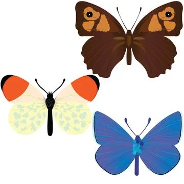 Collection of three common butterflies Stock Illustration