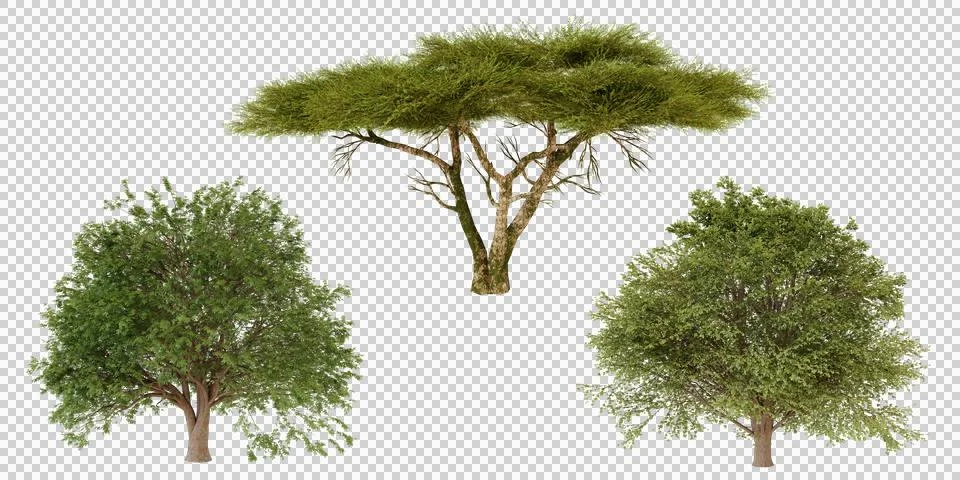 A collection of three different tree models Stock Photos