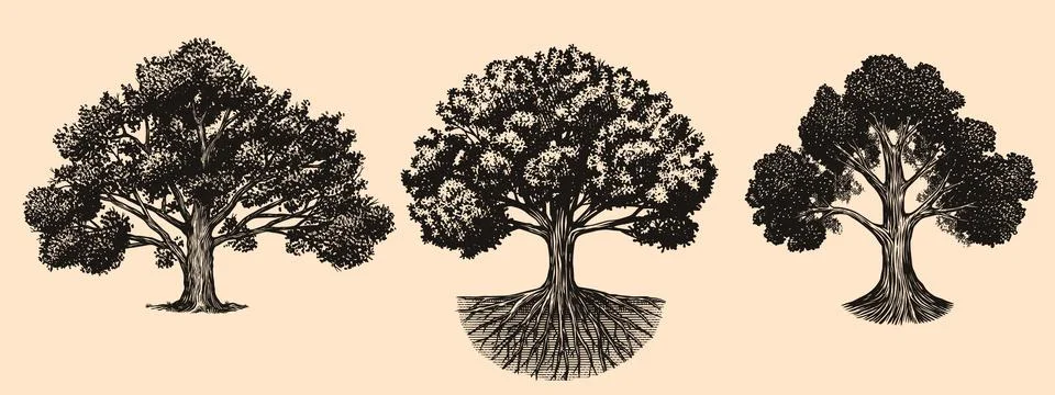 Collection of three Old oak tree drawings. Black and white hand drawn engraving Stock Illustration