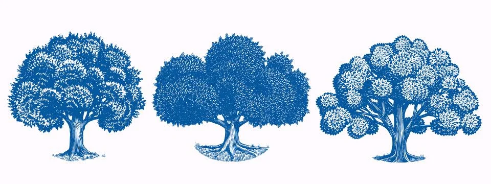 Collection of three Old oak tree drawings. Black and white hand drawn engraving Stock Illustration