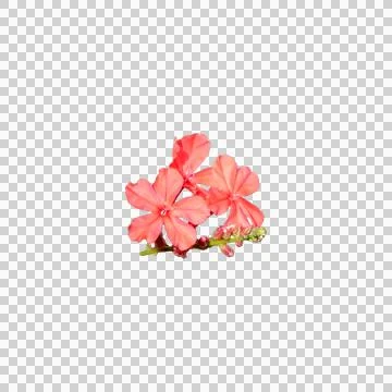 Collection of tiny pink flowers, each with five petals, isolated. Stock Photos