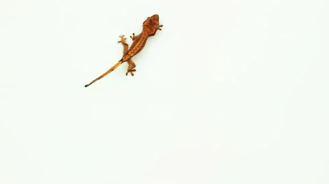 Collection of top view of isolated gecko Stock Footage 49862253