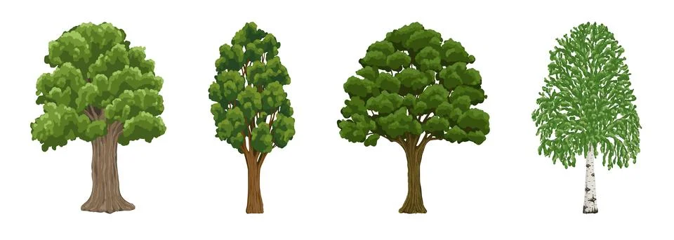 Collection of tree. Cartoon summer tree set. Birch, acacia, oak, poplar. sp.. Stock Illustration