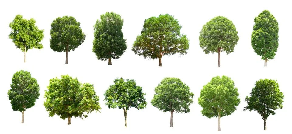 Collection tree isolate on white background Stock Photos