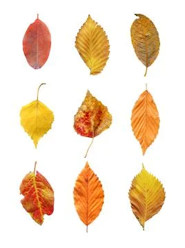 Collection of tree leaves isolated 写真素材