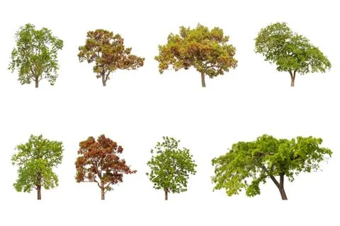 Collection Tree set isolated on white background. Stockfoto's