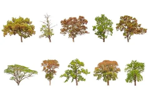 Collection Tree set isolated on white background. Stockfoto's
