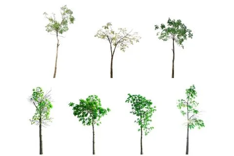 Collection of Trees isolated on white background with leaves and branch. Stock-Fotos