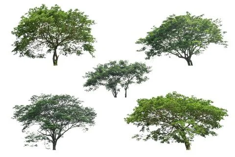 Collection of trees isolated on white background Stock Photos