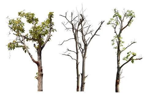 Collection trees without leaves isolated on white background. Stock Photos