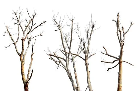 Collection trees without leaves isolated on white background. Stock Photos