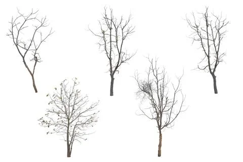 Collection trees without leaves isolated on white background. with clipping p Stock Photos