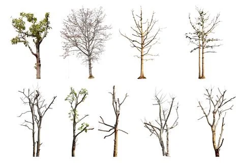 Collection trees without leaves isolated on white background. with clipping.. Stock Photos