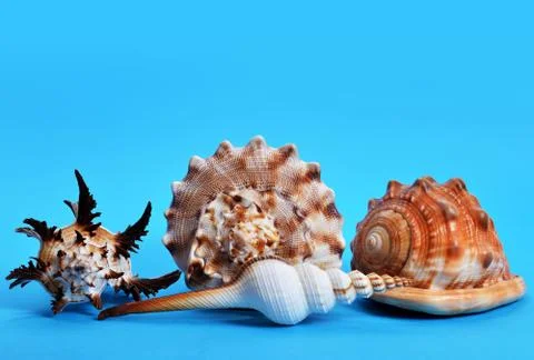 Collection of tropical conch shells. Stock Photos