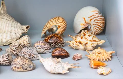 Collection of tropical shells Stock Photos
