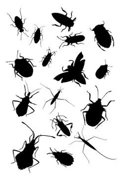 Collection of true bugs Stock Illustration
