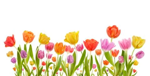 Collection of Tulips Stock Photos