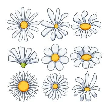 Collection of varied chamomile and daisy flowers illustration Stock Illustration