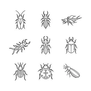 Collection of various beetle illustrations Stock Illustration