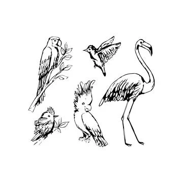 Collection of Various Bird Illustrations in Black and White. Vector icon. Stock Illustration