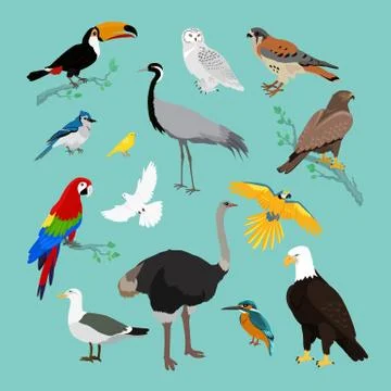 Collection of Various Birds Flat Design Stock Illustration
