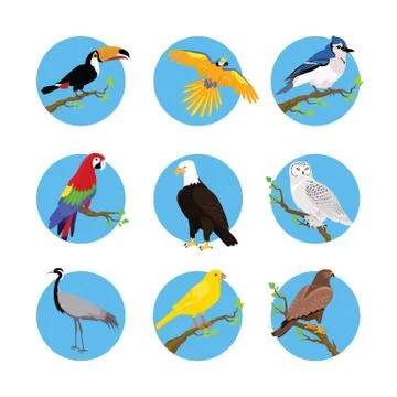 Collection of Various Birds Flat Design Illustrazione stock