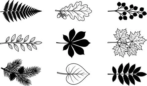 Collection of Various Botanical Leaf and Branch Illustrations. Stockillustratie