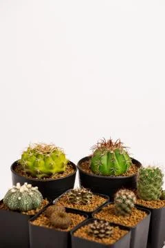 Collection of various cactus  in black  pots. Stock Photos