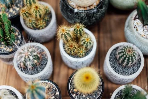 Collection of various cactus plants in different pots in the plant store. Potted Stock Photos