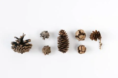 Collection of various cones on a white background. Minimalistic natural backg Stock Photos