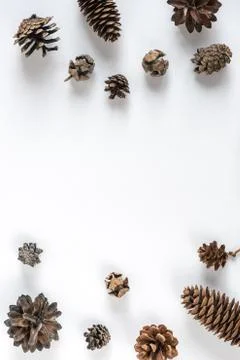 Collection of various cones on a white background. Minimalistic natural backg Stock Photos