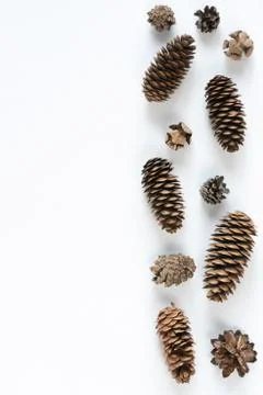 Collection of various cones on a white background. Minimalistic natural backg Foto stock
