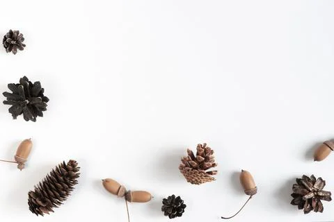 Collection of various cones on a white background. Minimalistic natural backg Stock Photos
