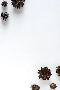 Collection of various cones on a white background. Minimalistic natural backg Stock Photos