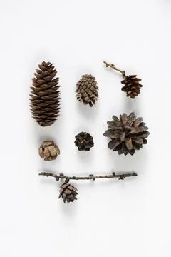 Collection of various cones on a white background. Minimalistic natural backg Stock Photos