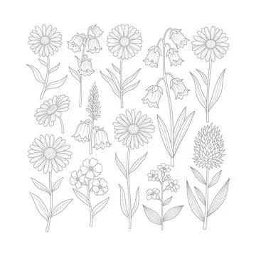 Collection of various detailed line drawing flowers and plants isolated on .. Stock Illustration
