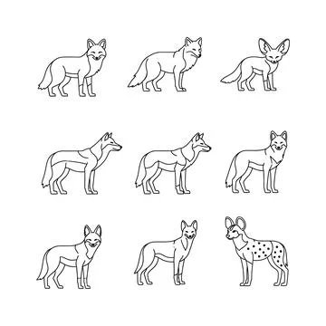 Collection of various fox line drawings in different poses Stock Illustration