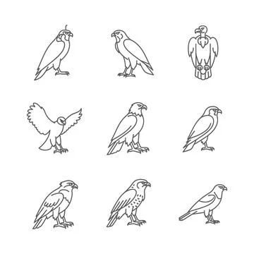 Collection of various hawk illustrations in different poses and views Stock Illustration