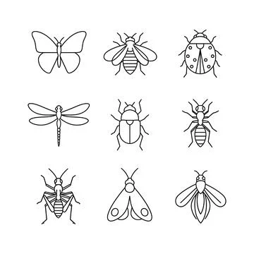 Collection of various insect line drawings Stock Illustration