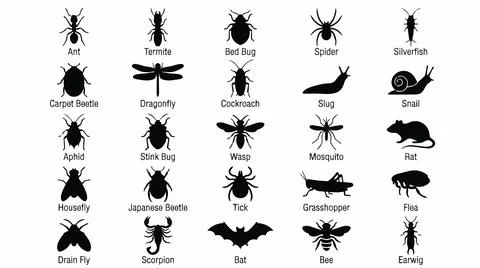 Collection of various insect silhouettes on white background for design. Stock Illustration