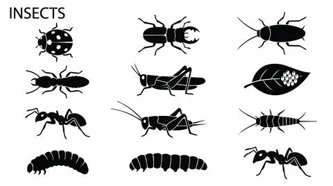 Collection of various insect silhouettes on white background for design. Stock Illustration