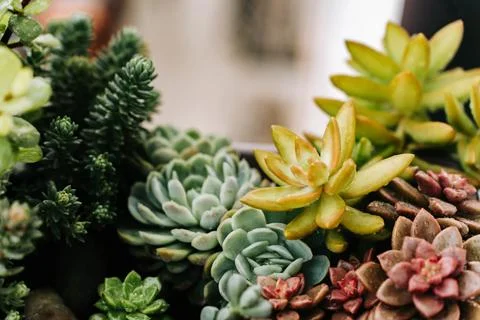 Collection of various multicolored succulent plants. Succulent garden in a ba Stock Photos
