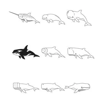 Collection of various orca whale line drawings and illustrations Stock Illustration