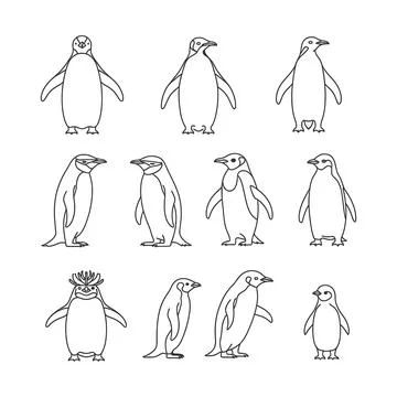 Collection of various penguin illustrations in different poses and styles Stock Illustration